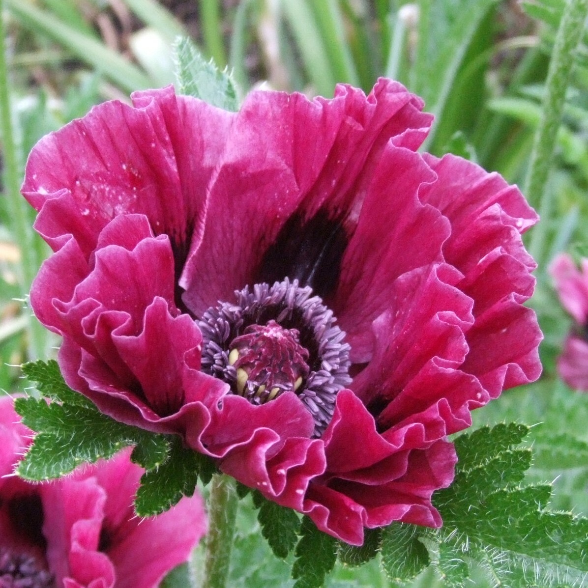 Мак Papaver Bolero