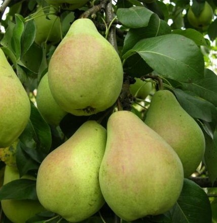 Груша Январская Груша Январская