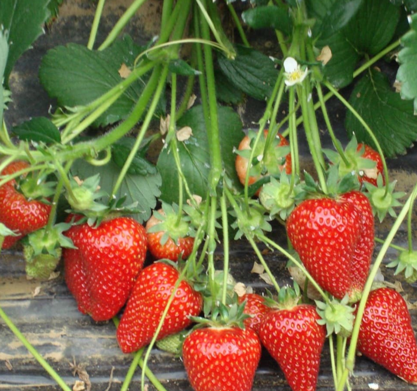 Сирия Сирия