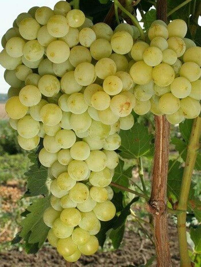 Виноград Бианка