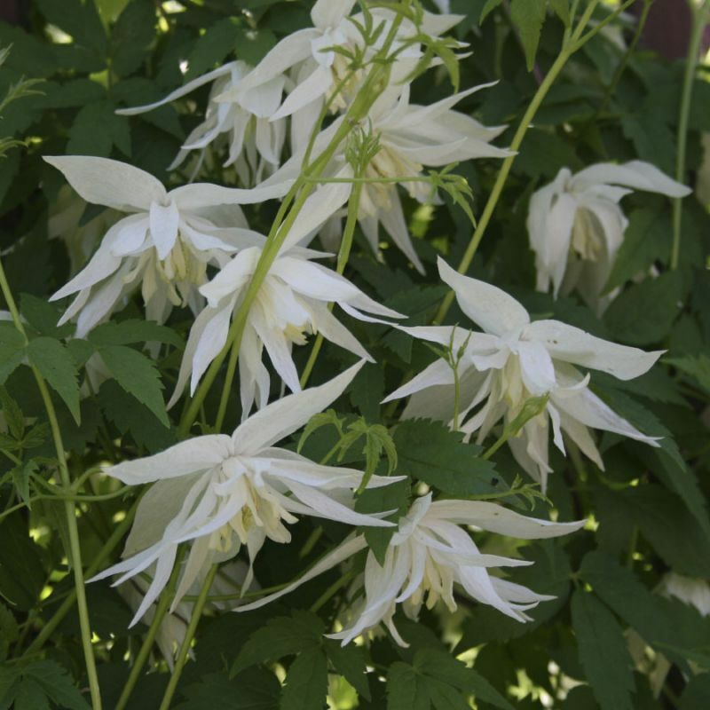 Княжик Вайт Свон Княжик Вайт Свон