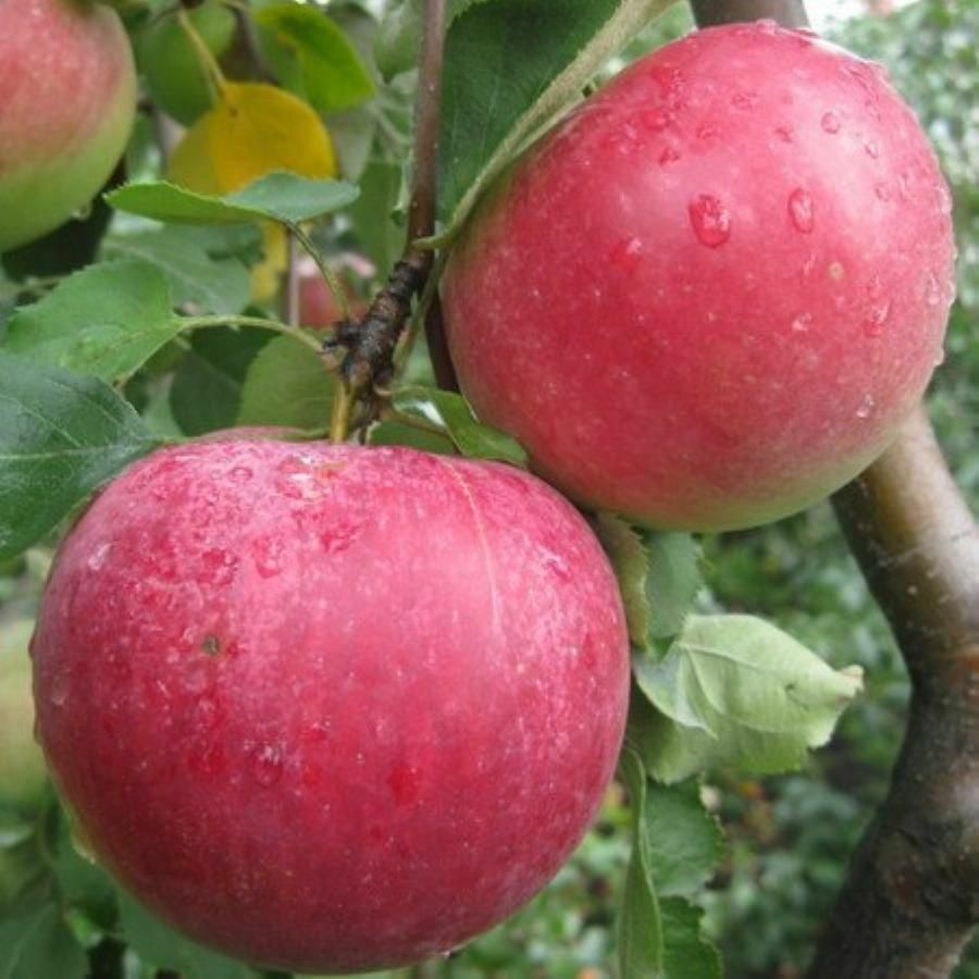 Яблоня Рождественское Яблоня Рождественское