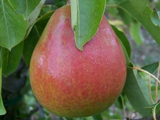 Груша Новелла Груша Новелла