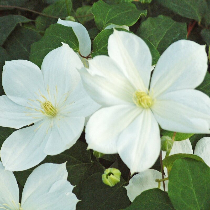 Клематис Брайд Клематис Брайд