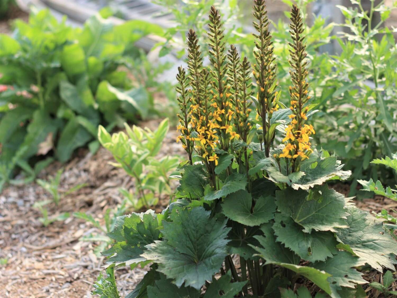 Бузульник Литл Рокет Бузульник Литл Рокет