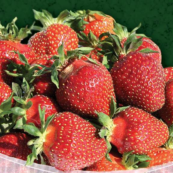Царица Царица