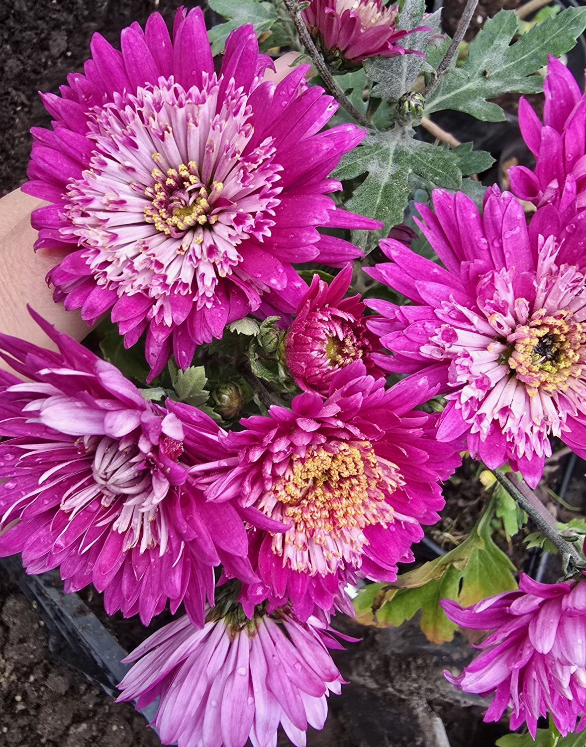 Хризантема Прожектор Хризантема Прожектор