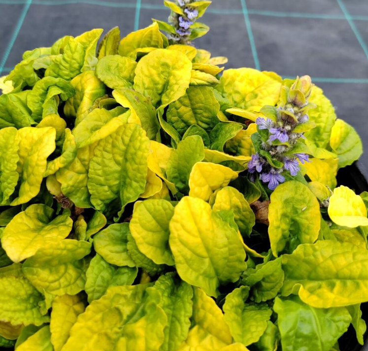 Живучка Feathered Friends Tropical Toucan