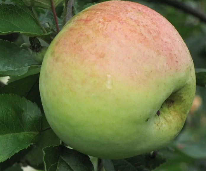 Яблоня Антоновка десертная Яблоня Антоновка десертная