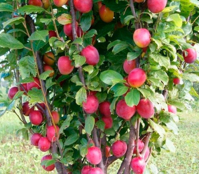 Алыча Колоновидная Алыча Колоновидная