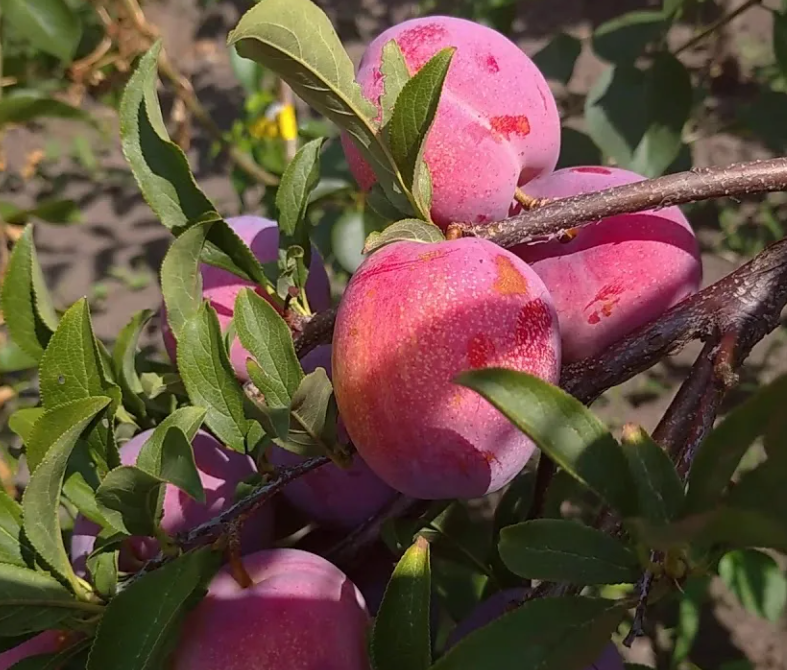 Алыча Оцарк Алыча Оцарк