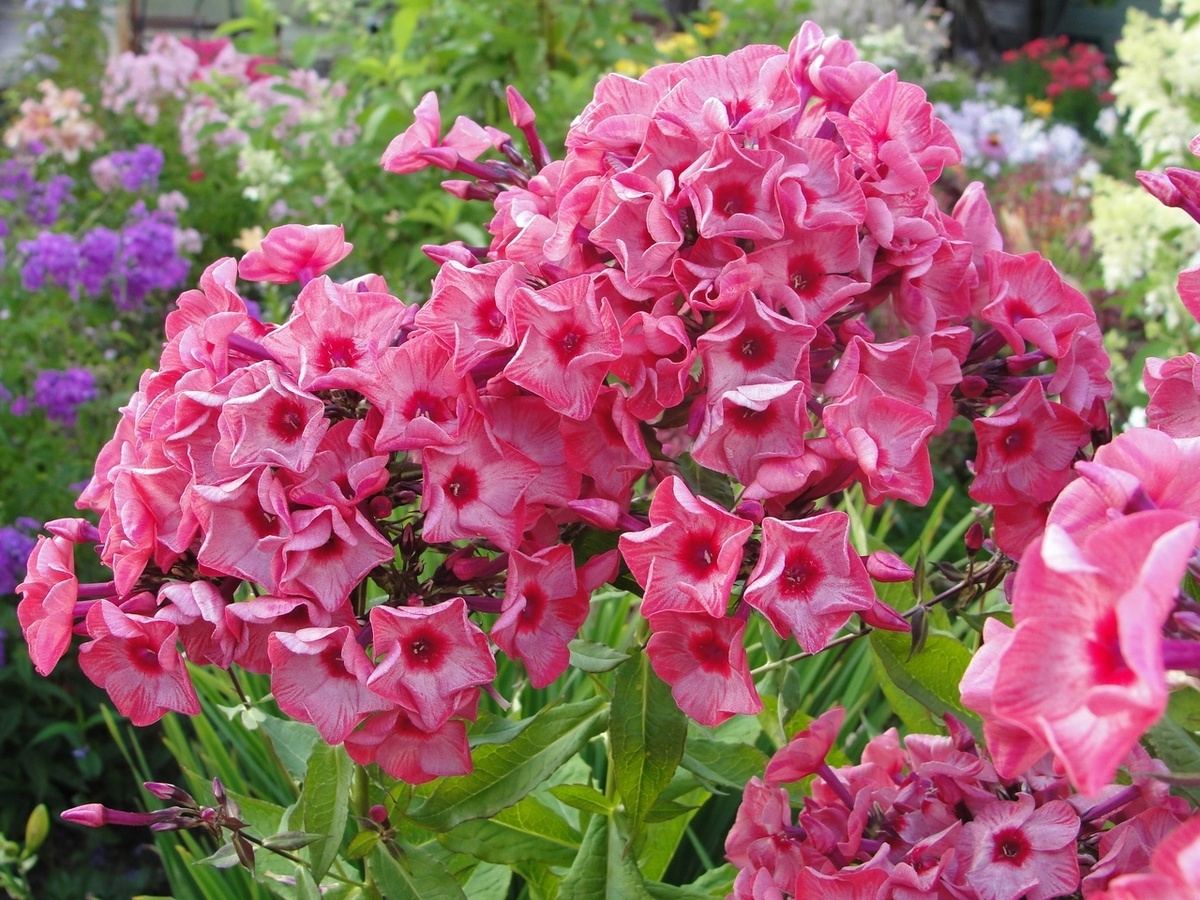 Флокс Уральские сказы