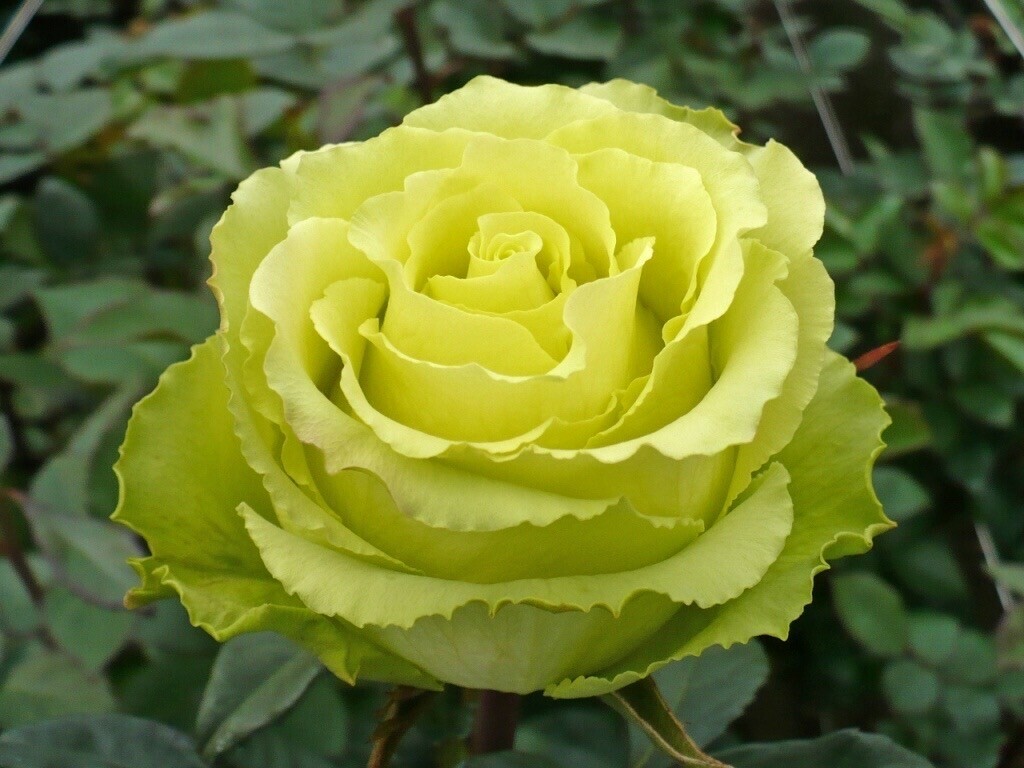 Роза чайно-гибридная Лимбо
