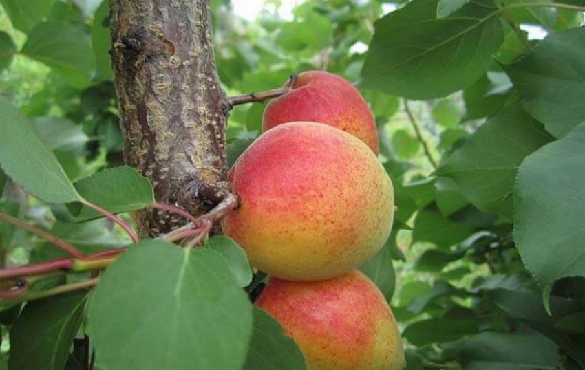 Абрикос Сирена Абрикос Сирена