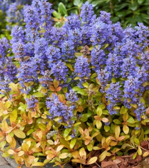 Живучка Feathered Friends Fancy Finch