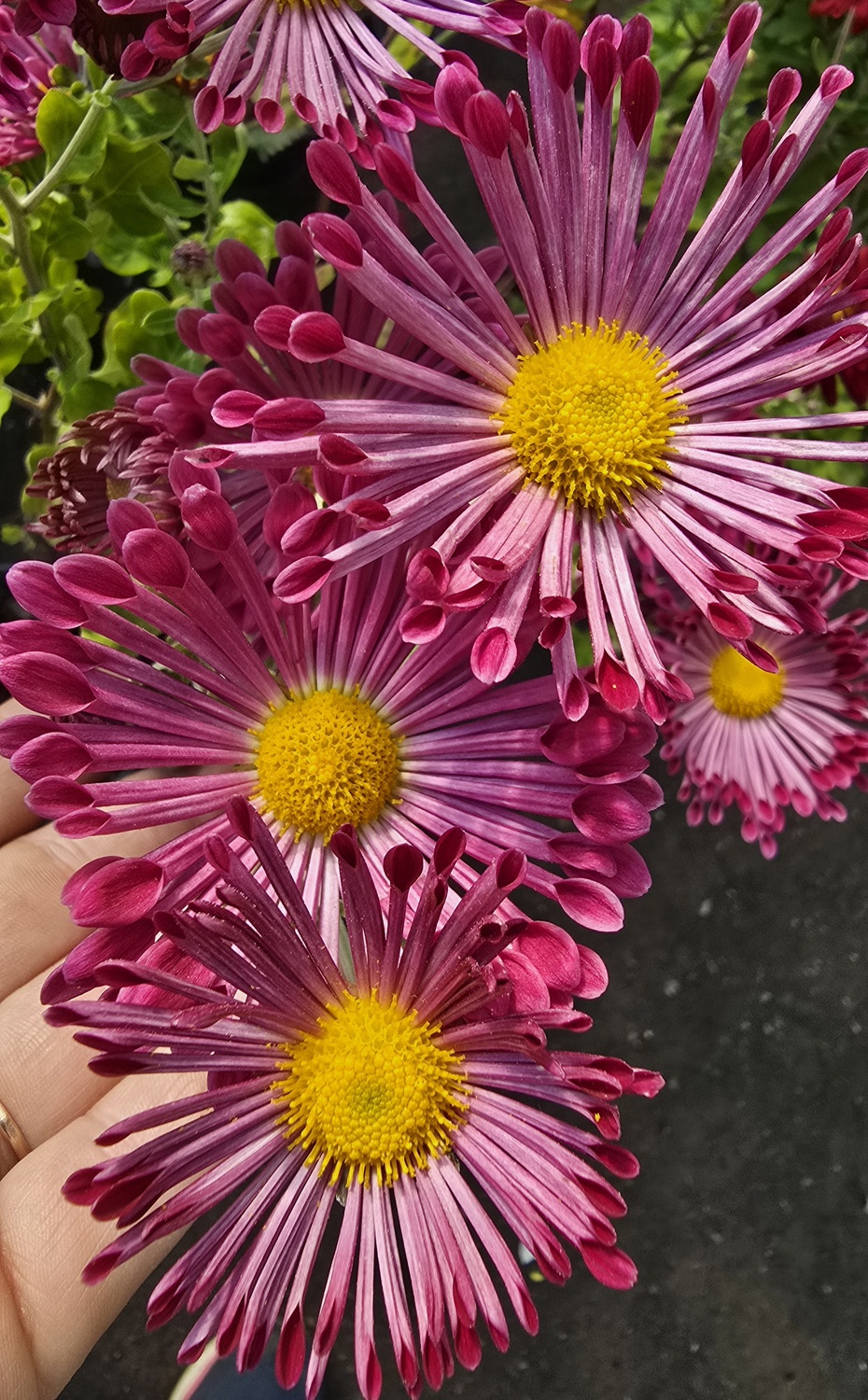 Хризантема Песня Жаворонка Хризантема Песня Жаворонка