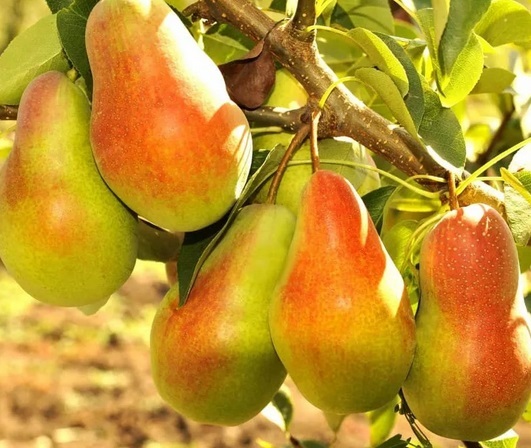 Груша Русская красавица Груша Русская красавица