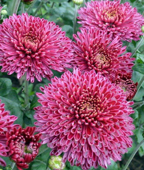 Хризантема Тайна Амазонки Хризантема Тайна Амазонки