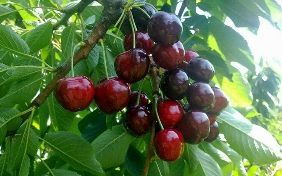 Черешня Мичуринская поздняя Черешня Мичуринская поздняя