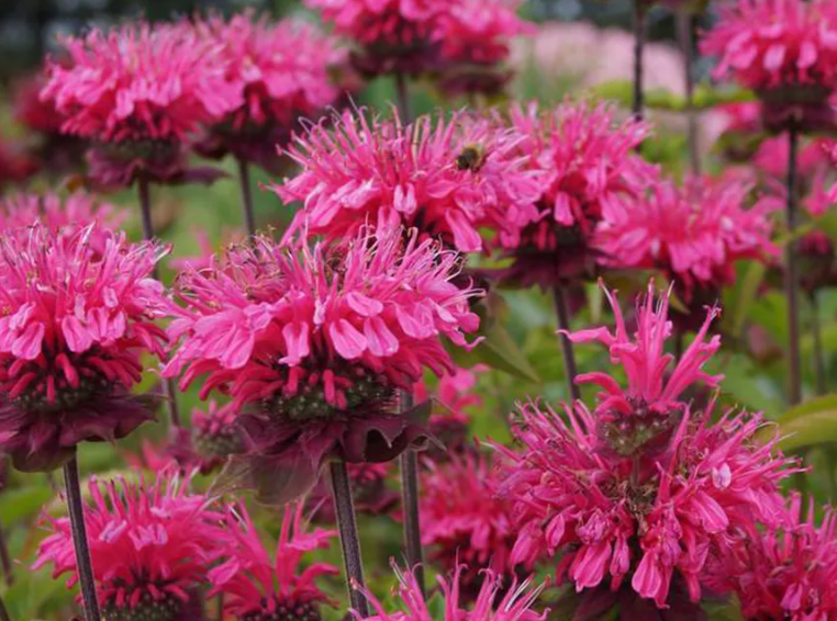 Монарда Пинк Лейс Монарда Пинк Лейс