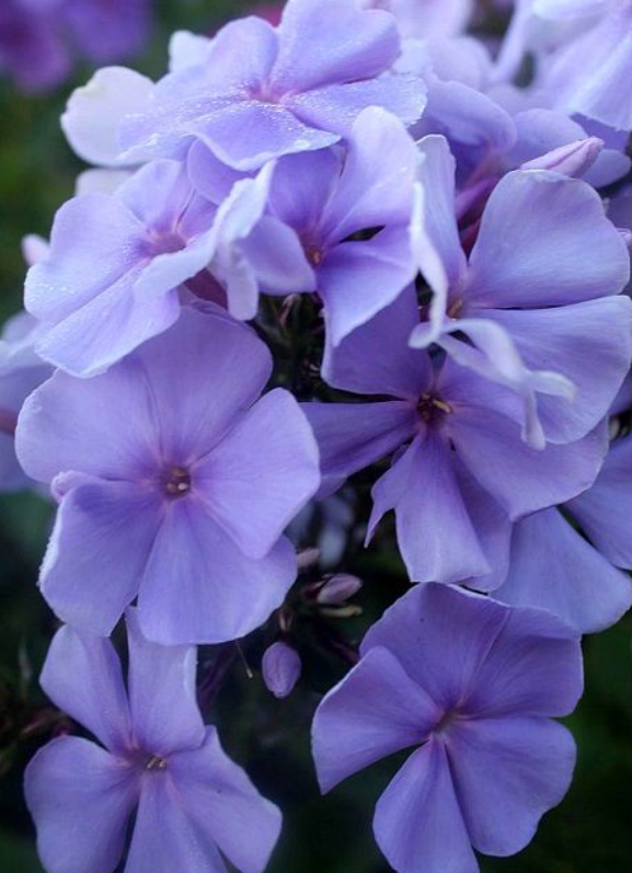 Флокс Вечерняя песня Флокс Вечерняя песня