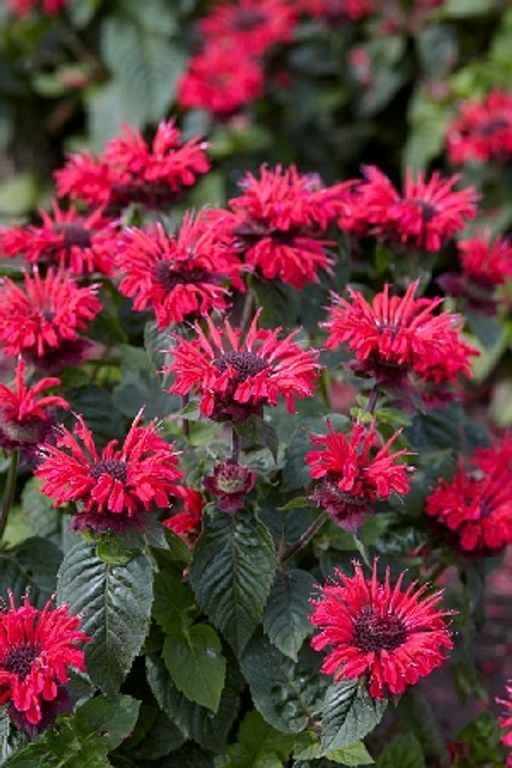 Монарда Би хеппи Монарда Би хеппи