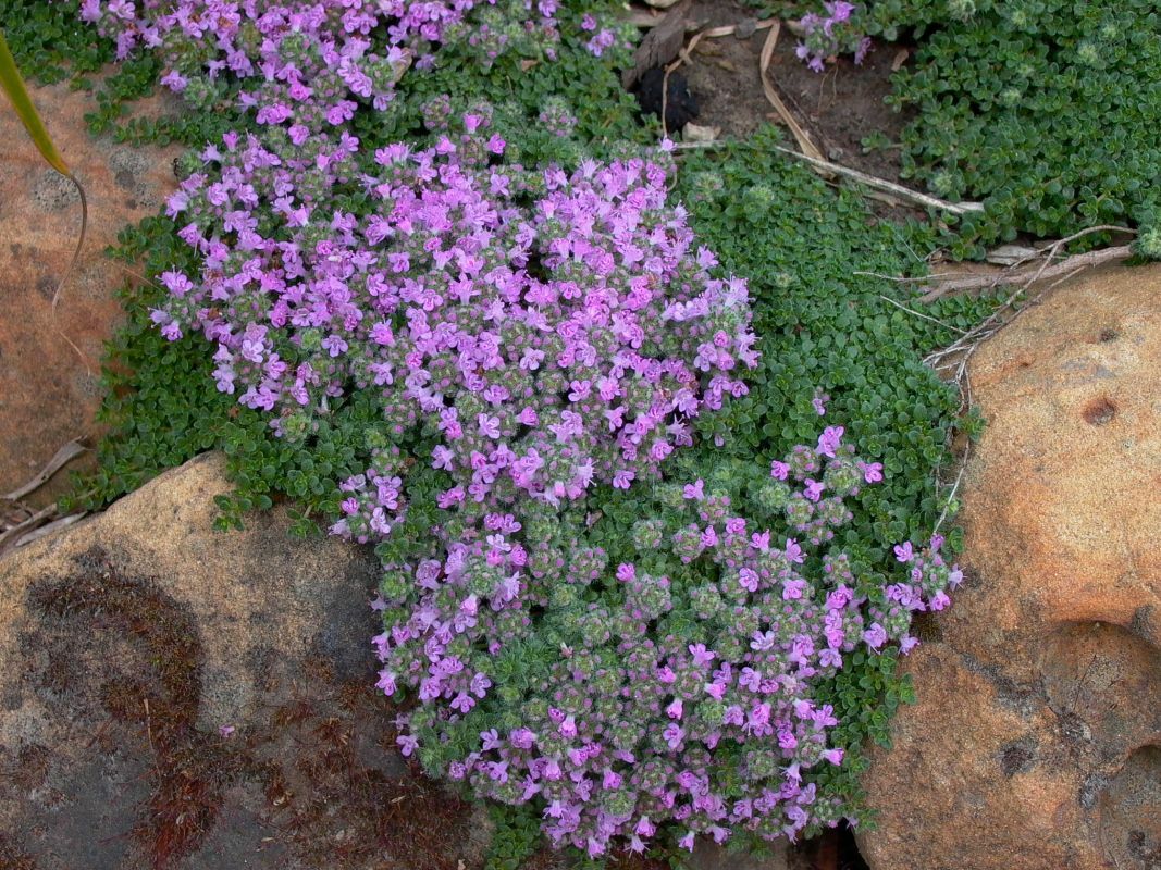 Тимьян Пигмей