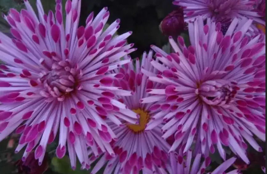 Хризантема Олина Хризантема Олина