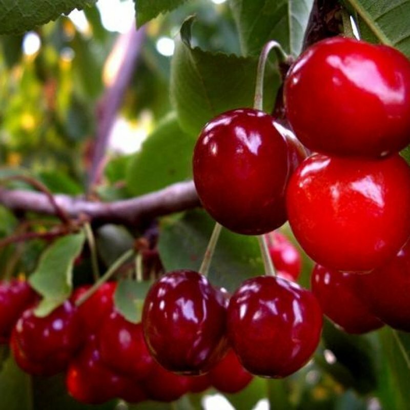 Вишня Лебедянская Вишня Лебедянская