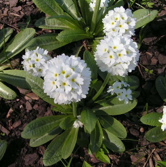 Примула мелкозубчатая белая