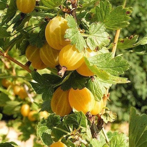 Крыжовник Куршу Дзинтарс Крыжовник Куршу Дзинтарс
