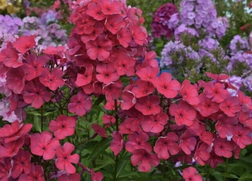 Флокс Зумба Флокс Зумба