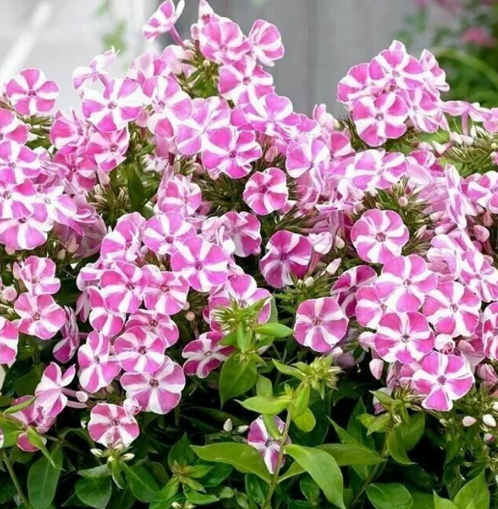 Флокс Бамбини Кенди Краш