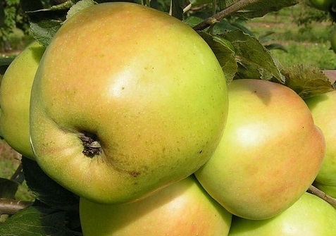 Яблоня Имрус Яблоня Имрус