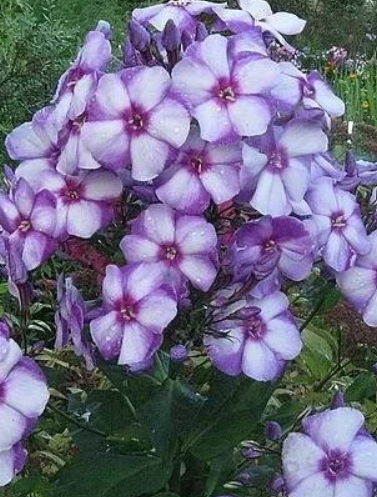 Флокс Маргри Флокс Маргри