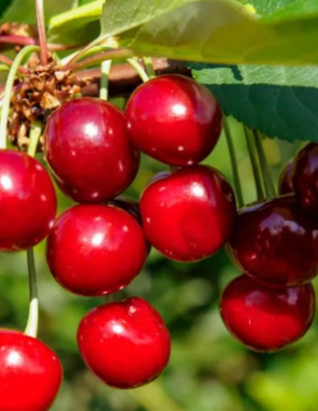 Черевишня Превосходная Веньяминова Черевишня Превосходная Веньяминова