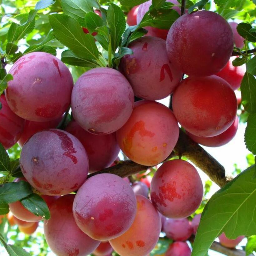 Алыча Ароматная Алыча Ароматная