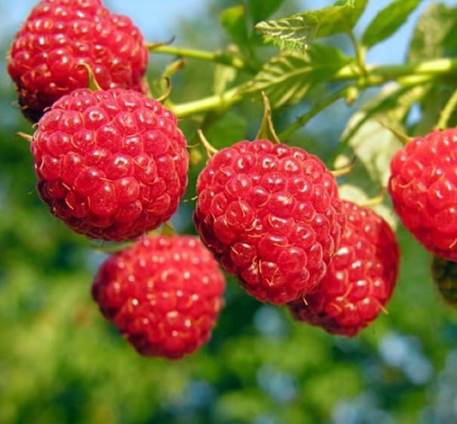 Малина Калининградская Малина Калининградская